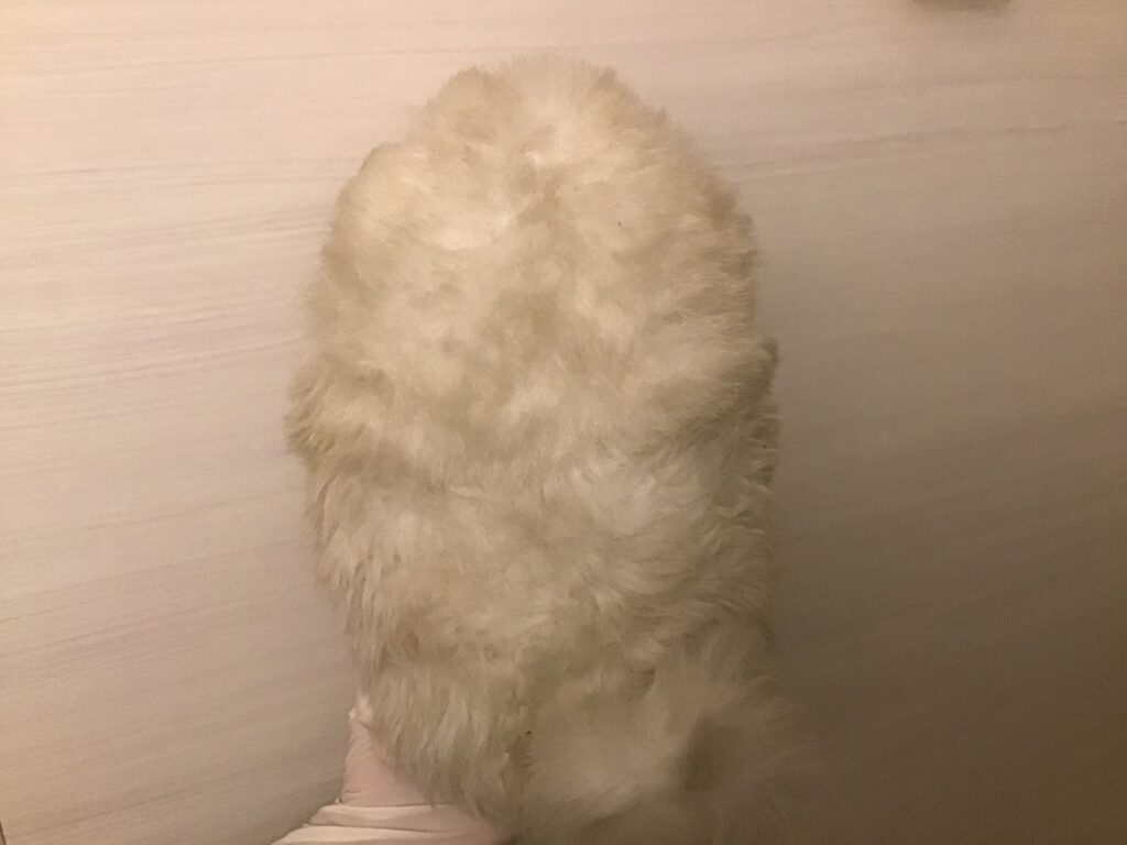 ぬいぐるみのサクラ3